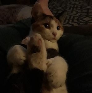 Meet your Posher, Ann